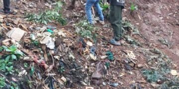 Kadutu : Le bourgmestre a.i maître René Bulikoliko lance une campagne de reboisement pour un avenir durable