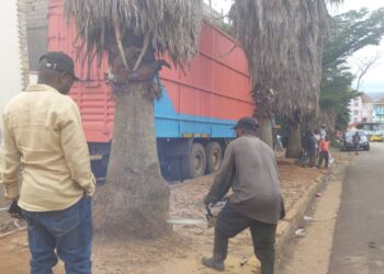 IBANDA : une initiative écologique portée par le bourgmestre a.i Jonathan Hakuzwimana Kanane pour remplacer les vieux arbres