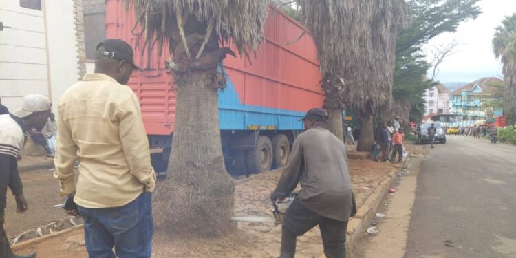 IBANDA : une initiative écologique portée par le bourgmestre a.i Jonathan Hakuzwimana Kanane pour remplacer les vieux arbres