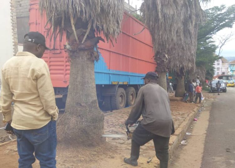 IBANDA : une initiative écologique portée par le bourgmestre a.i Jonathan Hakuzwimana Kanane pour remplacer les vieux arbres