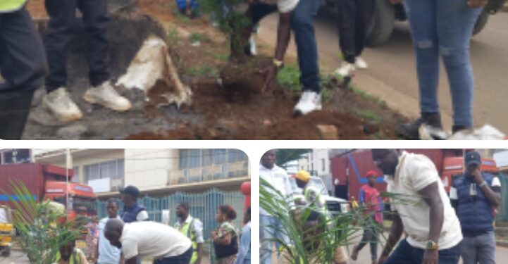 Bukavu : la commune d’Ibanda intensifie la plantation d’arbres pour le verdissement urbain et la préservation des écosystèmes