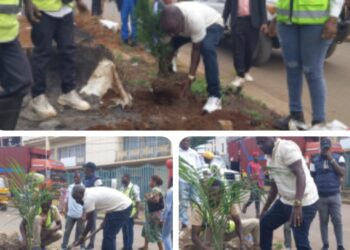 Bukavu : la commune d’Ibanda intensifie la plantation d’arbres pour le verdissement urbain et la préservation des écosystèmes