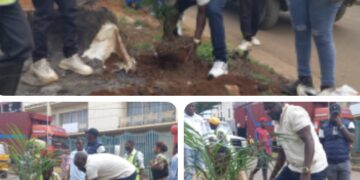 Bukavu : la commune d’Ibanda intensifie la plantation d’arbres pour le verdissement urbain et la préservation des écosystèmes