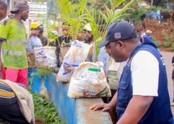 Bukavu : la mairie mise sur le reboisement pour redonner à la ville sa parure végétale