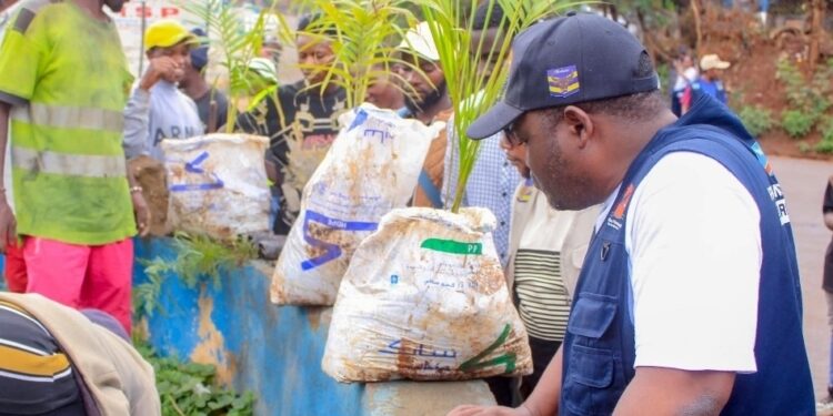 Bukavu : la mairie mise sur le reboisement pour redonner à la ville sa parure végétale