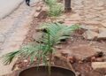 Bukavu : reboisement, entretien des caniveaux et embellissement des bâtiments au cœur des nouvelles mesures. La mairie annonce des sanctions contre les contrevenants.