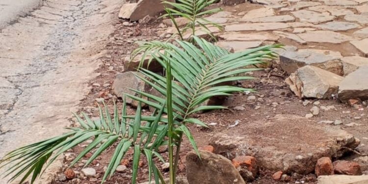 Bukavu : reboisement, entretien des caniveaux et embellissement des bâtiments au cœur des nouvelles mesures. La mairie annonce des sanctions contre les contrevenants.